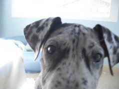 Fotos de perros
